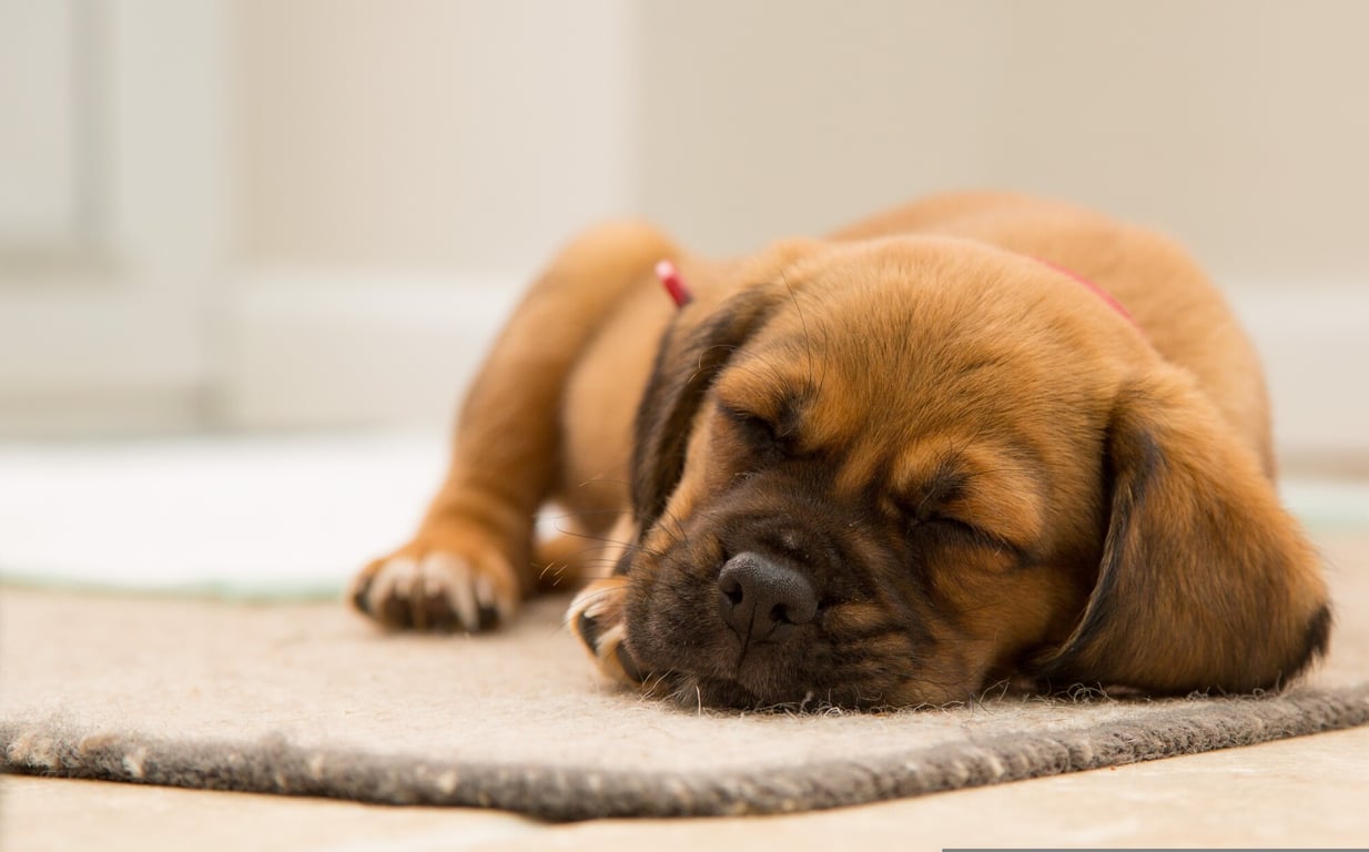 The Pros and Cons of Allowing Pets in a Rental Property in New Brunswick, NJ